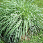 Essential Oils Bug Spray - Citronella