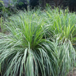 Essential Oils Bug Spray - Lemongrass