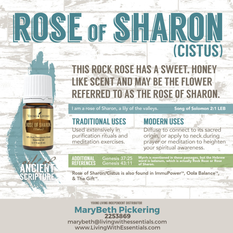 Essential Oils in the Bible - Rose of Sharon (Cistus) Essential Oil